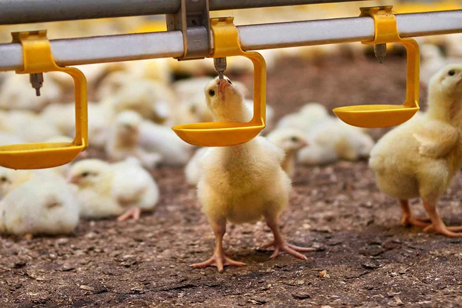 اشتباهات رایج در اجرای استاندارد فاصله و ارتفاع نیپل‌ها