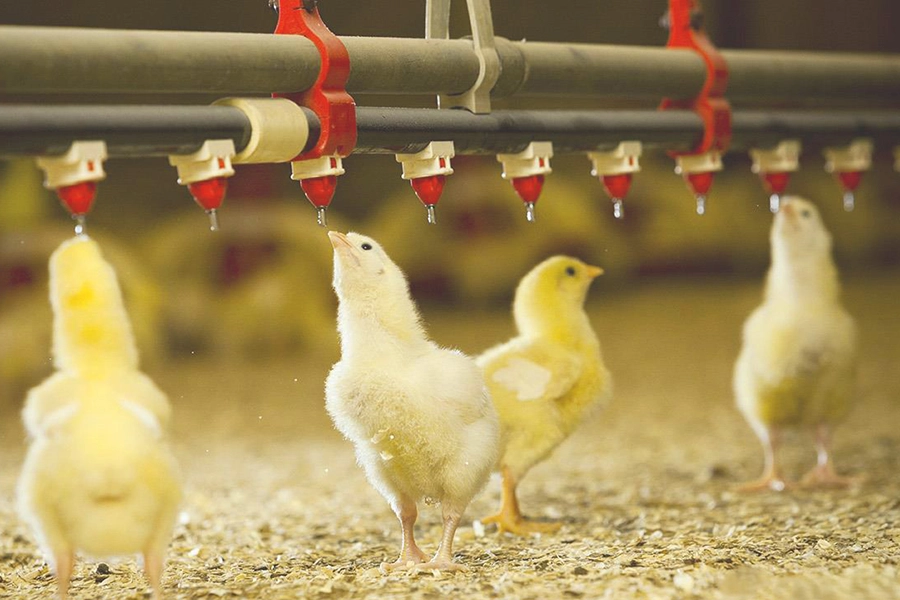 کیفیت سوزن نیپل