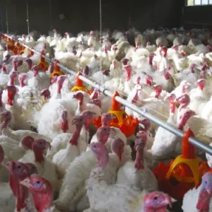 سیستم دانخوری اتوماتیک بشقابی بوقلمون
