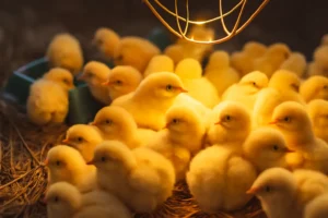 مروری بر اهمیت نقش نور در پرورش مرغ