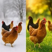 نکات نگهداری در فصل‌های سرد و گرم مرغداری