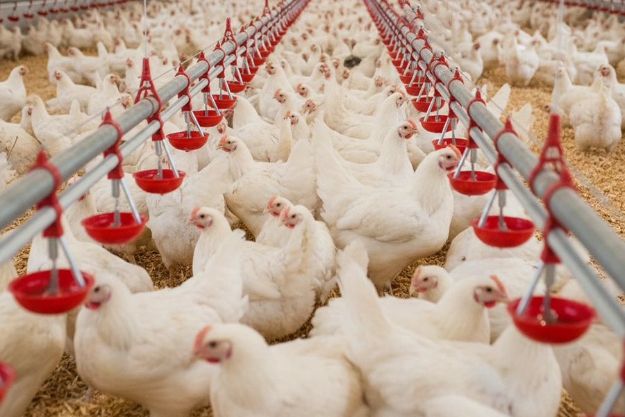 جلوگیری از چکه آبخوری نیپل