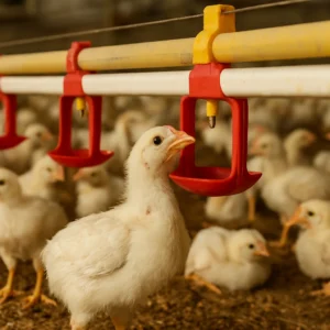 مزایای کلیدی آبخوری نیپل در مرغداری؛ کاهش آلودگی و افزایش بهداشت