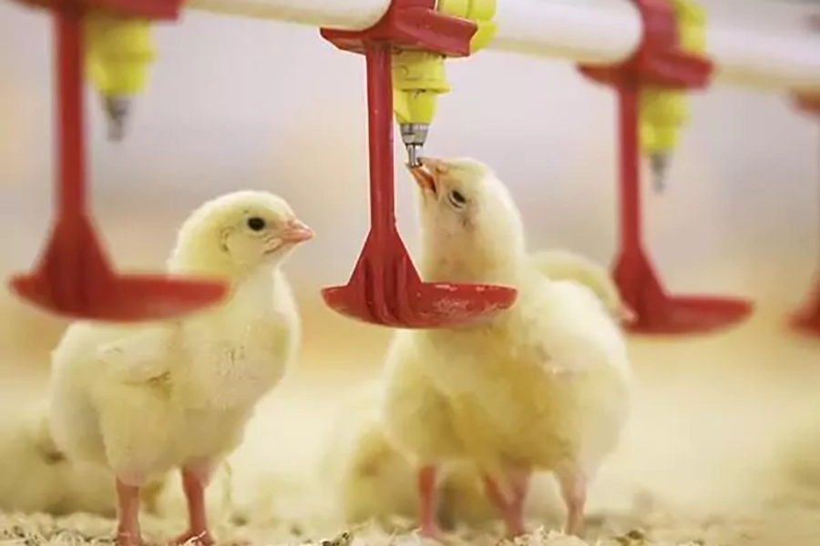 نگهداری آبخوری نیپل