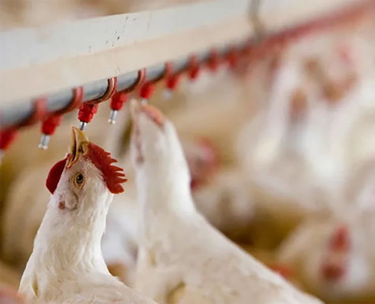 نصب آبخوری نیپل