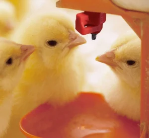 استاندارد فاصله و ارتفاع نیپل‌ها: راهنمای تخصصی آبخوری