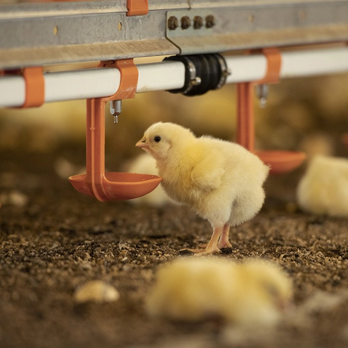 آبخوری نیپل مرغداری